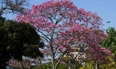 Intentan envenenar un &aacute;rbol de guayac&aacute;n en el barrio Tequendama: autoridades ambientales le hacen seguimiento al caso