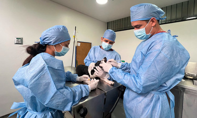 Jornadas de esterilizaci&oacute;n gratuita en Santiago de Cali contin&uacute;an esta semana en diferentes comunas