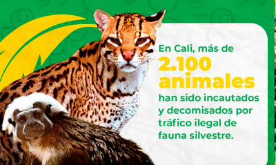 Rompe la cadena: di &ldquo;no&rdquo; al tr&aacute;fico ilegal de flora y fauna
