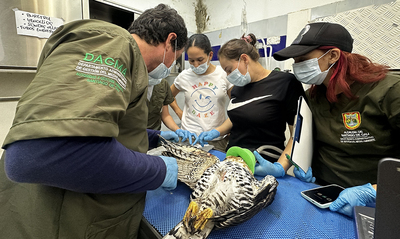 Tras dos meses de recuperaci&oacute;n, el &aacute;guila coronada herida con perdigones logr&oacute; rehabilitarse en el Hogar de Paso del Dagma y ser&aacute; liberada