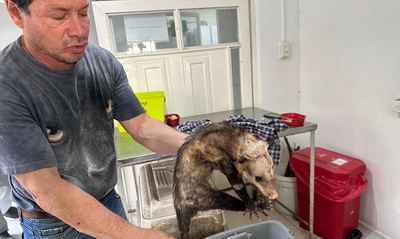 Veterinarios del Dagma luchan por salvar a una zarig&uuml;eya herida con  machete
