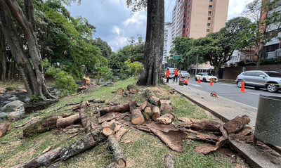 Avanza en Cali la mitigaci&oacute;n de riesgos con &aacute;rboles afectados por diferentes factores