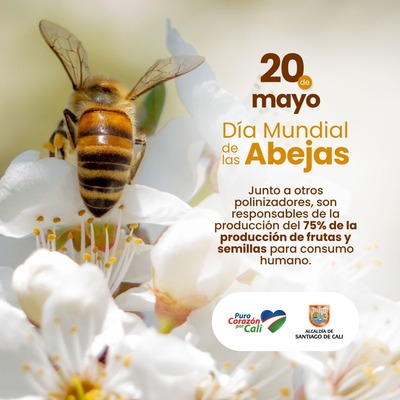 D&iacute;a Mundial de las Abejas