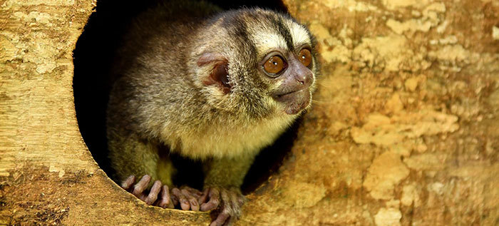 Grupo: Gesti&oacute;n de Fauna Silvestre
