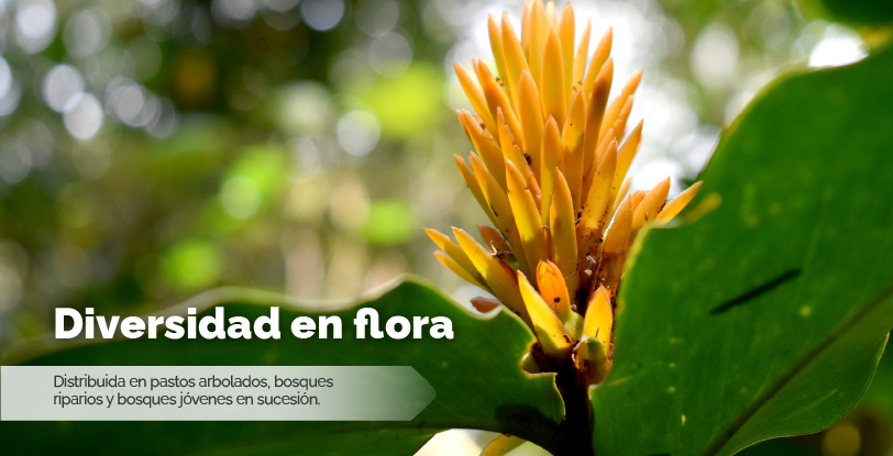 Flora