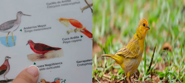 A trav&eacute;s de colores, personas sordas disfrutar&aacute;n la avifauna cale&ntilde;a