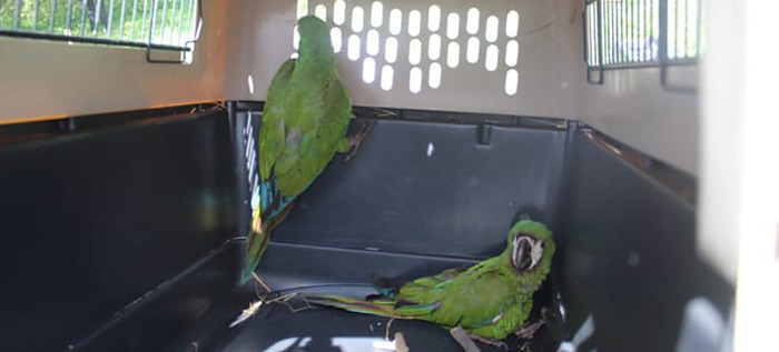 Nuevas liberaciones de fauna silvestre en Coraz&oacute;n de Pance