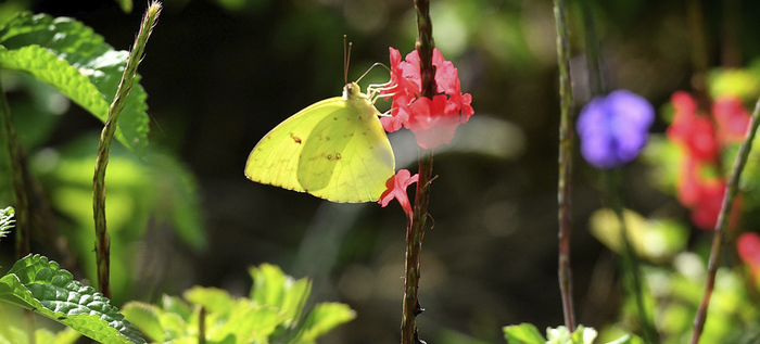 Mariposas que engalanan  el Parque Ambiental Coraz&oacute;n de Pance