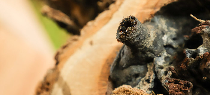 Parque Ambiental Coraz&oacute;n de Pance: un espacio para la protecci&oacute;n de las abejas
