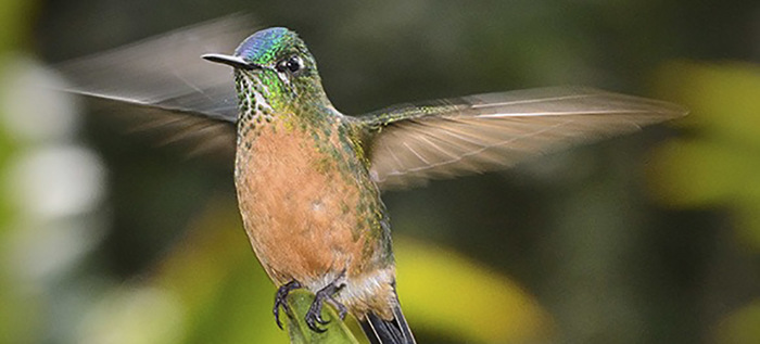 Colibr&iacute;es: siempre en movimiento como el coraz&oacute;n humano