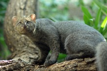 Parque Ambiental Coraz&oacute;n de Pance, protecci&oacute;n de la diversidad biol&oacute;gica