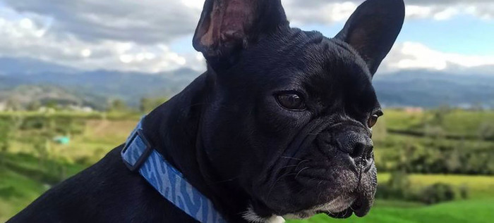En el D&iacute;a Mundial de los Animales: &ldquo;Somos una especie llamada a proteger la vida&rdquo;
