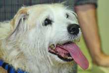 Alcald&iacute;a radic&oacute; proyecto de acuerdo para la creaci&oacute;n de la Unidad de Protecci&oacute;n Animal - Uaepa