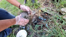  Dagma combate la proliferaci&oacute;n del Caracol Africano