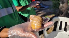  Dagma combate la proliferaci&oacute;n del Caracol Africano