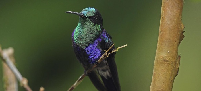 Los colibr&iacute;es se tomar&aacute;n a Cali para llenar la ciudad de luz y alegr&iacute;a.