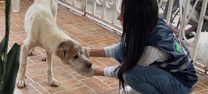 &lsquo;Tango&rsquo; un perro que baila de la dicha