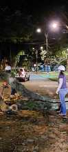 Intervienen &aacute;rboles para que no causen accidentes