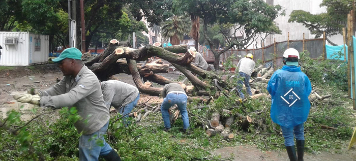 Intervienen &aacute;rboles para que no causen accidentes