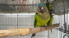 Acciones para  migar los efectos del tr&aacute;fico en la fauna silvestre 