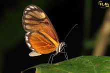Oleria sp