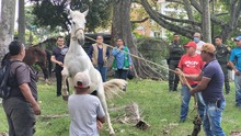 En Cali, caballos y yeguas se liberan de a&ntilde;os de trabajo forzado