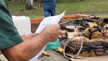 En Cali, caballos y yeguas se liberan de a&ntilde;os de trabajo forzado