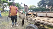 En Cali, caballos y yeguas se liberan de a&ntilde;os de trabajo forzado