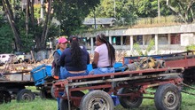 En Cali, caballos y yeguas se liberan de a&ntilde;os de trabajo forzado