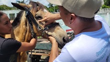 En Cali, caballos y yeguas se liberan de a&ntilde;os de trabajo forzado