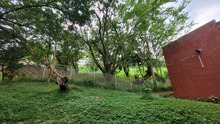 Para 2023, zonas verdes de Escuela Normal Superior Farallones de Cali se proyectan como bosque urbano
