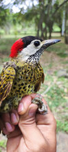 Carpintero Pechipunteado (Colaptes punctigula)