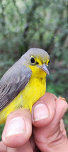 Reinita del Canad&aacute; (Cardellina canadensis)