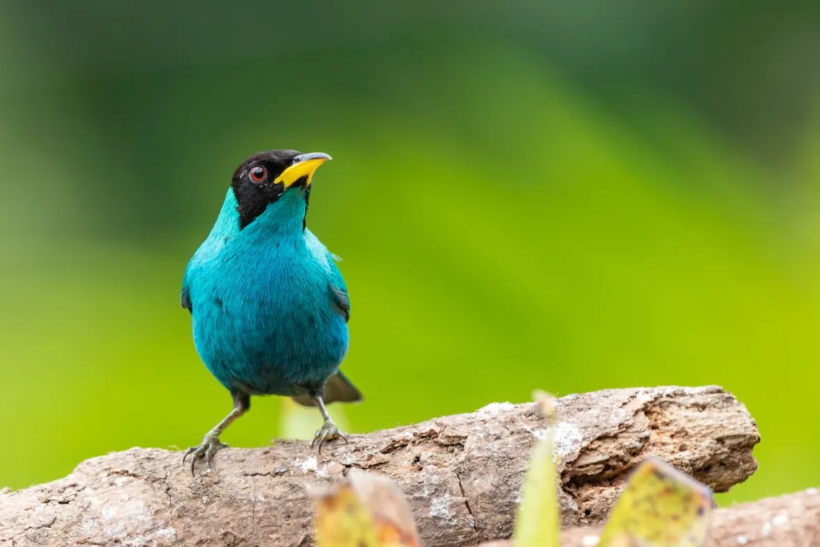 Chlorophanes spiza