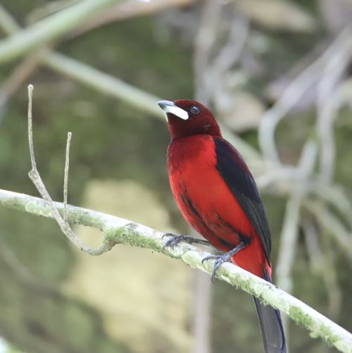 Ramphocelus dimidiatus