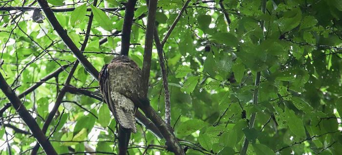 P&eacute;guese al vuelo en la &lsquo;Semana de las Aves&rsquo;