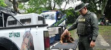 Centro de Bienestar Animal tendr&aacute; inspecci&oacute;n de Polic&iacute;a para casos de maltrato