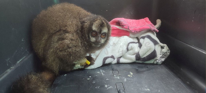 Primate rescatado en Granada, posible v&iacute;ctima del tr&aacute;fico de fauna silvestre