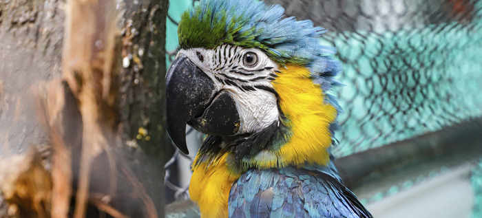 La fauna ex&oacute;tica en Cali ya se volvi&oacute; paisaje