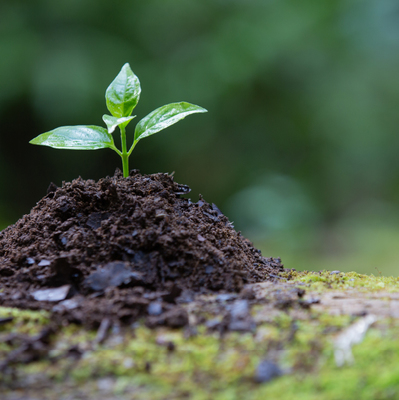 Suelo y biodiversidad