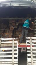 Operativos de control al tr&aacute;fico de flora silvestre contin&uacute;an dando resultados