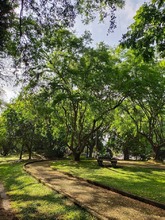 Cali, la ciudad de los 25 bosques urbanos