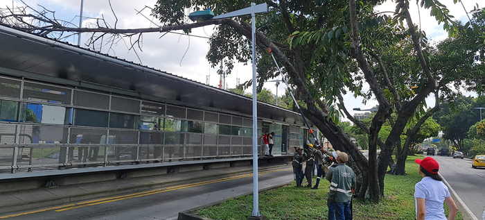 Este domingo, m&aacute;s de 15 cuadrillas liberar&aacute;n a Cali de residuos vegetales