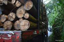 Autoridades ambientales hacen equipo para proteger el gran Bosque Pac&iacute;fico