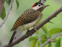 Colaptes punctigula