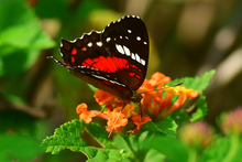 Foto_8