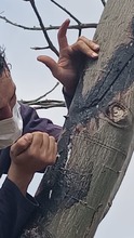 Una ceiba crecer&aacute; sana y fuerte al lado del monumento en el &lsquo;Bosque de los Estudiantes&rsquo;