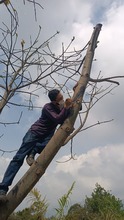 Una ceiba crecer&aacute; sana y fuerte al lado del monumento en el &lsquo;Bosque de los Estudiantes&rsquo;