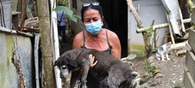 Centro de Bienestar Animal atiende a caninos y felinos que quedaron desamparados en Montebello