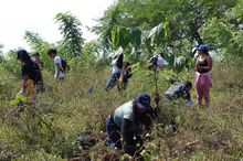 Con 120 especies plantadas se celebr&oacute; el D&iacute;a del &Aacute;rbol, en el Coraz&oacute;n de Pance